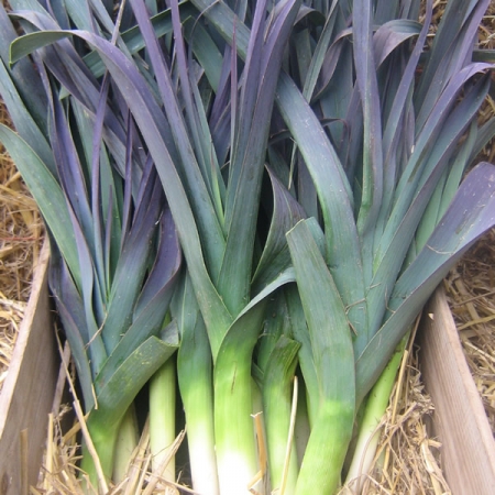 LEEK NORTHERN LIGHTS F1