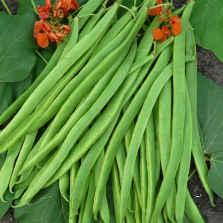 RUNNER BEAN ENORMA