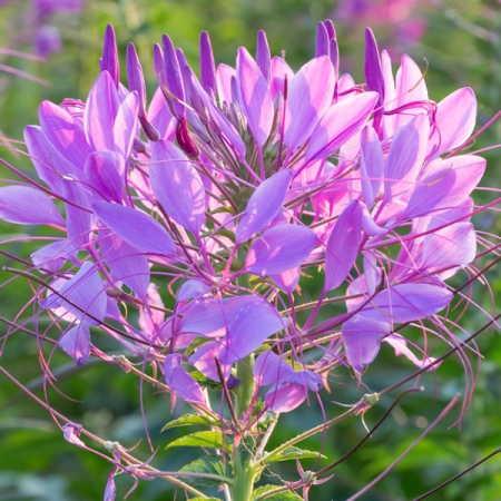 CLEOME MAUVE QUEEN
