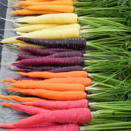 CARROT SEEDS RAINBOW IMPROVED MIX Coloured Carrot Seeds