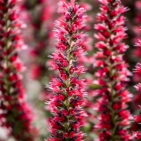 ECHIUM RUSSICUM