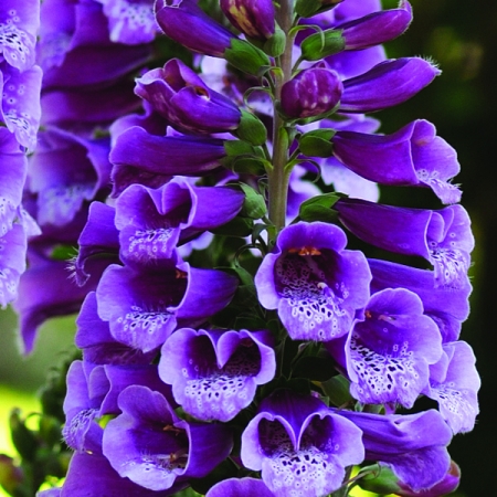 DIGITALIS DALMATION PURPLE