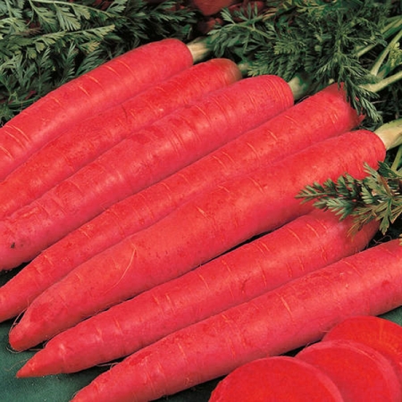 CARROT RED SAMURAI