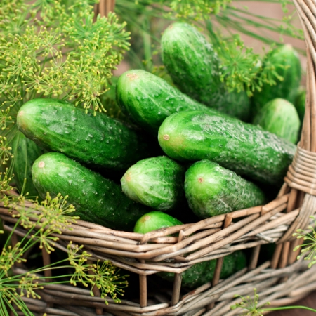 CUCUMBER VERT PETIT DE PARIS