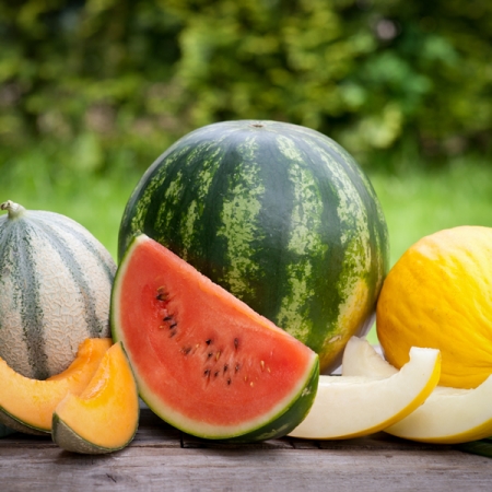 medley melons magiquiz