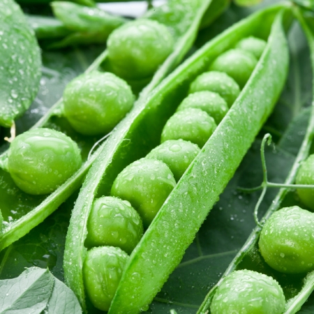 PEA AVOLA