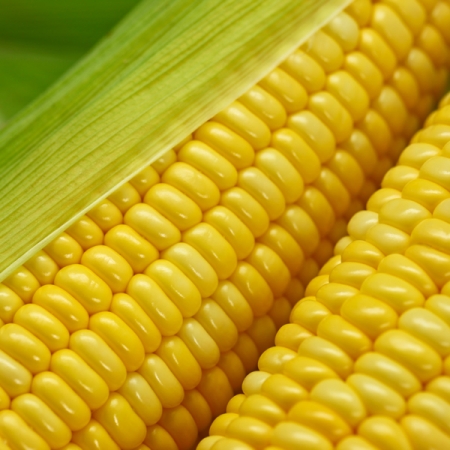 SWEETCORN LARK IMPROVED