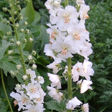 VERBASCUM FLUSH OF WHITE