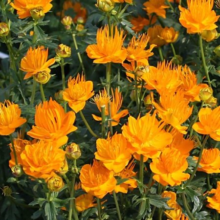 TROLLIUS CHINENSIS AMBER QUEEN