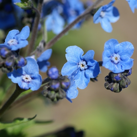 ERITRICHIUM BABY BLUE