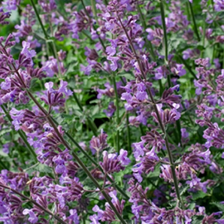 NEPETA PINK CAT