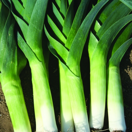 LEEK CRUSADER F1