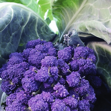 BROCCOLI CARDINAL