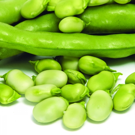 BROAD BEAN THE SUTTON