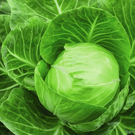 CABBAGE KILATON F1