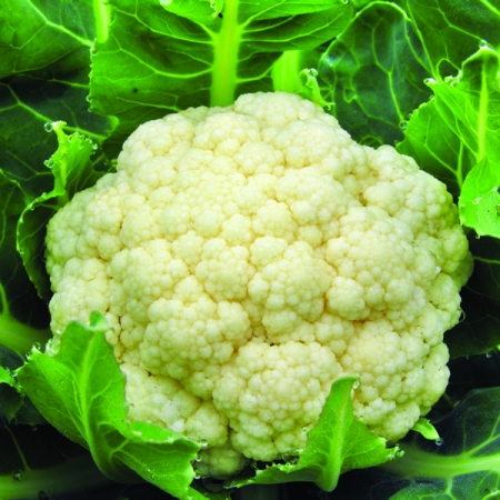 CAULIFLOWER FREEDOM F1