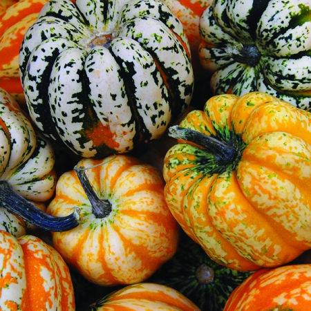 SQUASH FESTIVAL