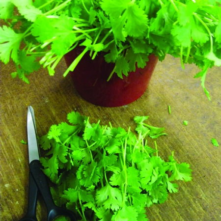 CORIANDER CALYPSO CUT & COME AGAIN