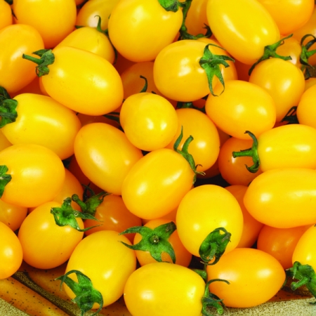 TOMATO KATIEBELL F1
