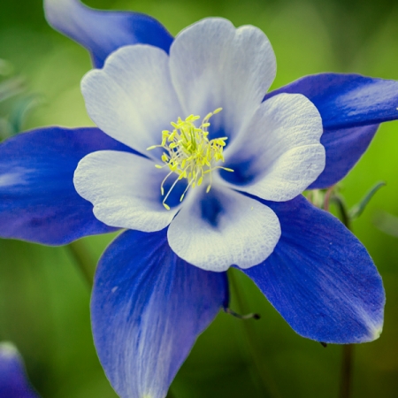 AQUILEGIA SEEDS | FLABELLATA PUMILA SELECTION | Blue Dwarf Columbine or ...