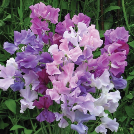 SWEET PEA TWILIGHT