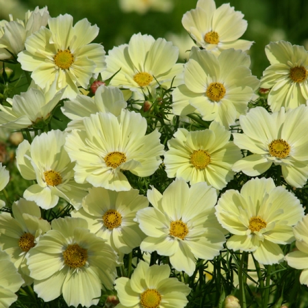 COSMOS XANTHOS