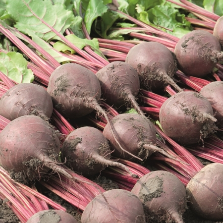 BEETROOT BETTOLLO