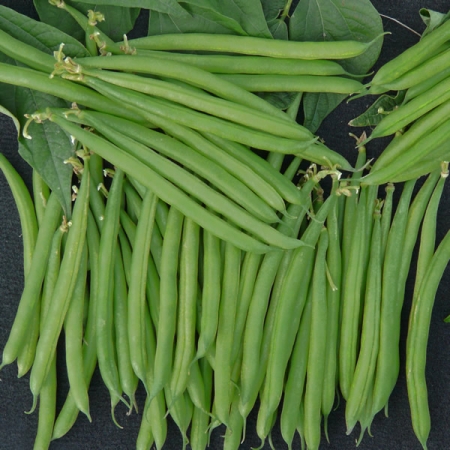 DWARF BEAN STANLEY