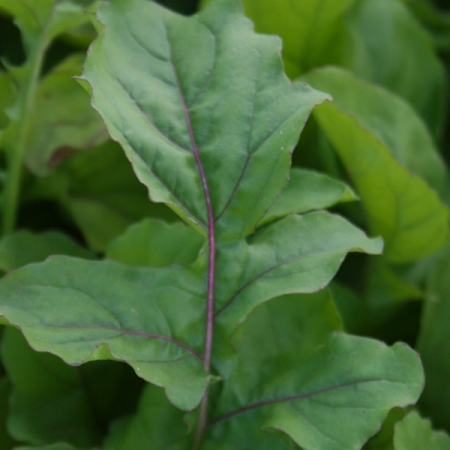 SALAD ROCKET FIREWORKS