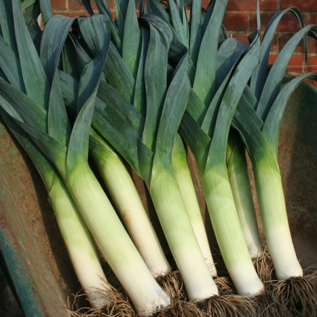 LEEK LANCASTER F1