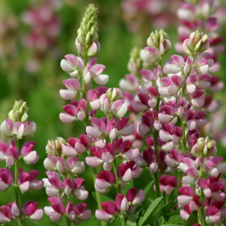 LUPIN AVALUNE RED & WHITE