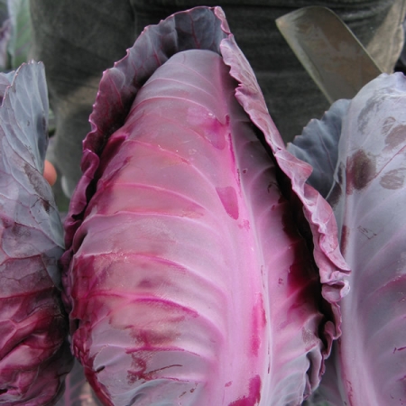 CABBAGE TINTY F1