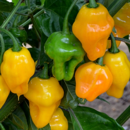 PEPPER TRINIDAD PERFUME