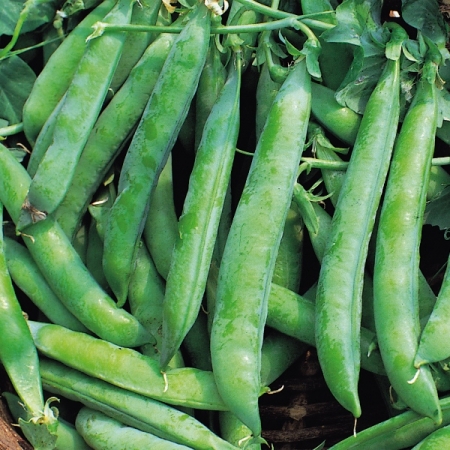 PEA KELVEDON WONDER