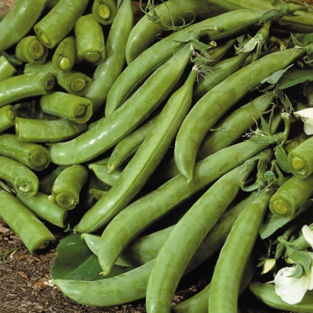 PEA DELIKET