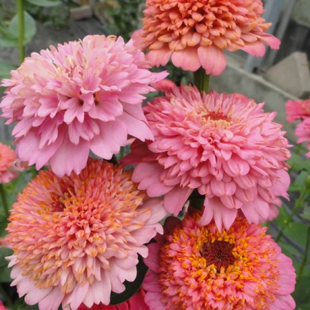 ZINNIA CUPCAKES PINK SHADES