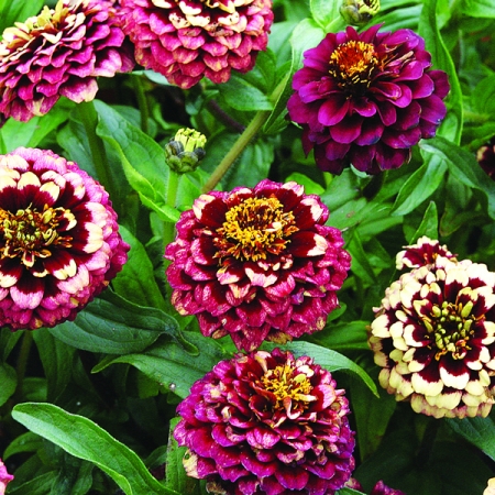 ZINNIA AZTEC BURGUNDY BICOLOUR