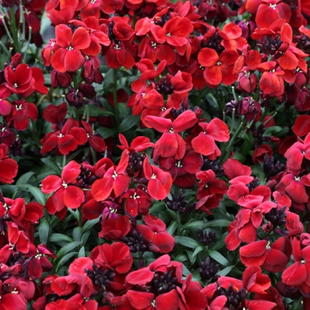 WALLFLOWER SUGAR RUSH RED