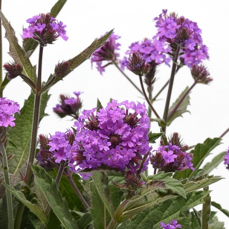 VERBENA RIGIDA SANTOS PURPLE