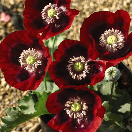 PAPAVER CHERRY GLOW