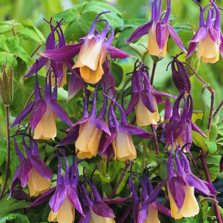 AQUILEGIA BLACKCURRANT ICE