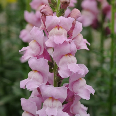 ANTIRRHINUM POTOMAC LAVENDER F1