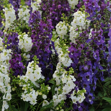 ANGELONIA SERENA WATERFALL