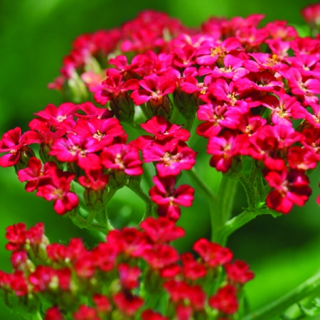 ACHILLEA CERISE QUEEN
