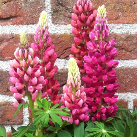LUPIN LUPINI RED