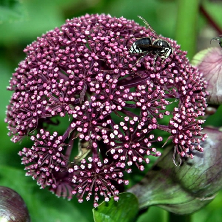 ANGELICA GIGAS