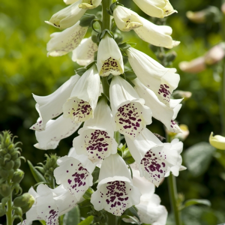 DIGITALIS DALMATION WHITE
