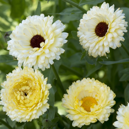 CALENDULA SNOW PRINCESS