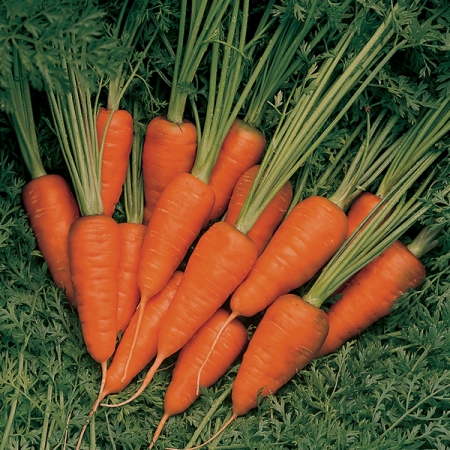 CARROT SHORT N SWEET