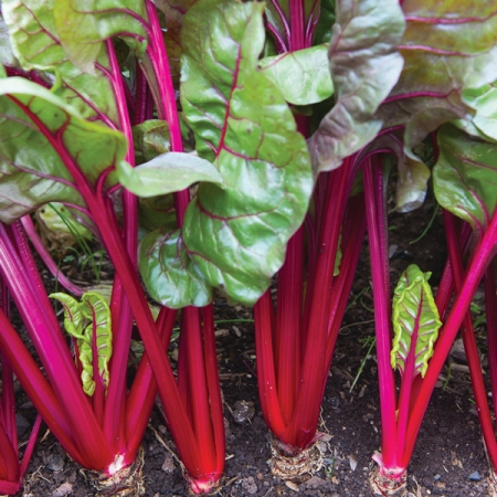 SWISS CHARD RED MAGIC